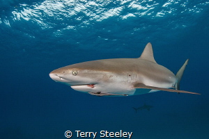 Caribbean reef shark cruises the ocean's surface. by Terry Steeley 